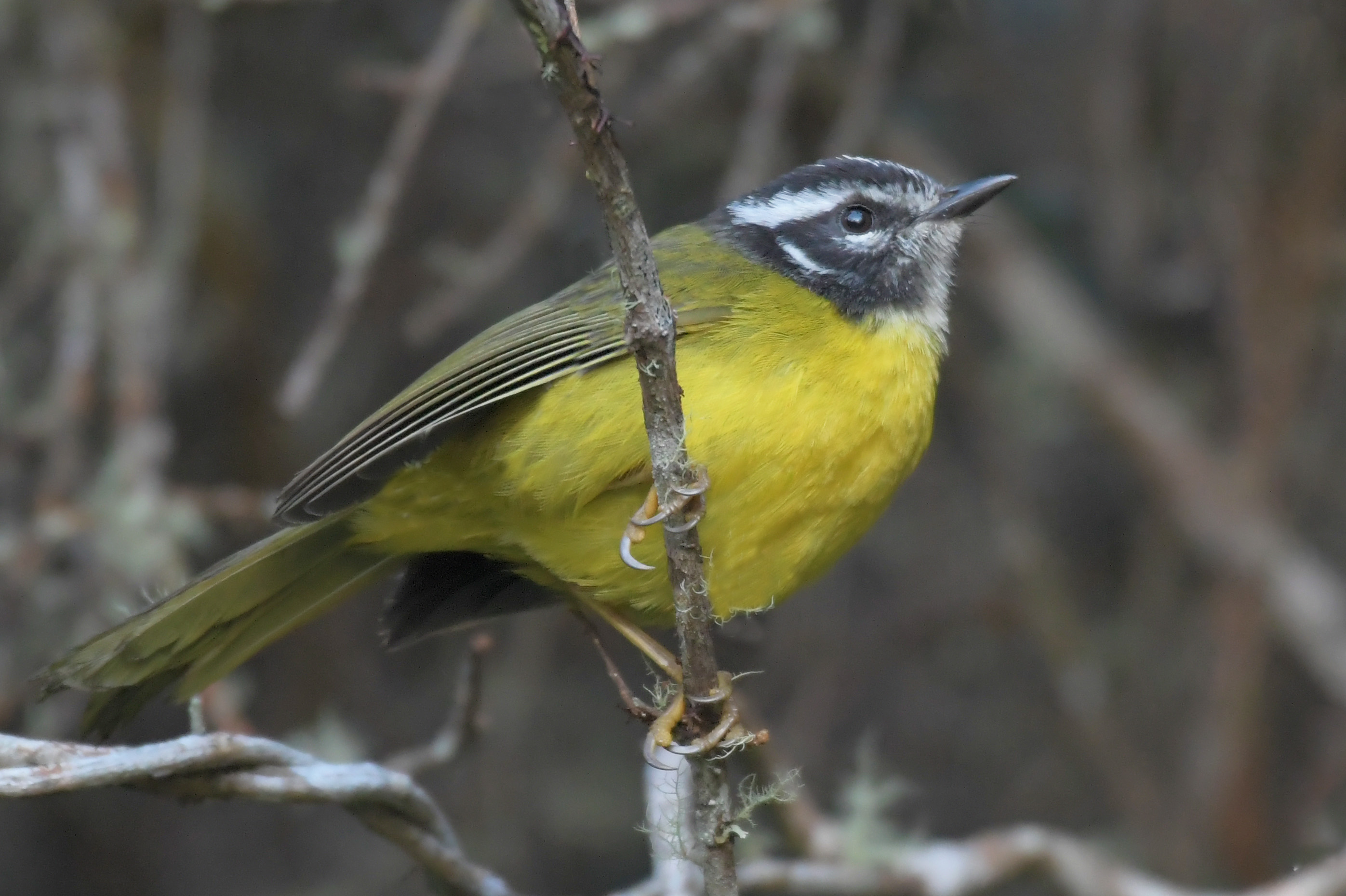 SIERRA NEVADA & GUAJIRA BIRDING TOUR 10D / 9N